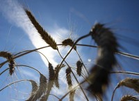 Каравай Миорщины-2015